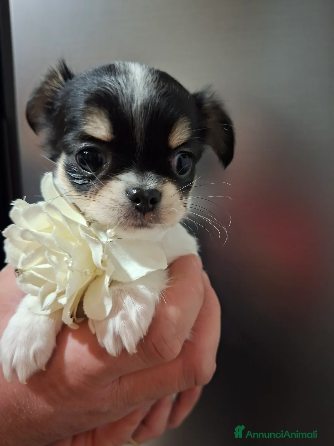 Chihuahua cani in vendita: Chihuahua pelo lungo  - Annuncio 6