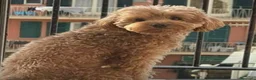 Barboncino Toy cani in vendita: vendita cucciole di barboncino toy  a Città Metropolitana di Napoli - Annuncio 4