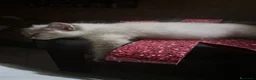 Siberiano gatti in vendita: Cucciolo siberiano neva  - Annuncio 9