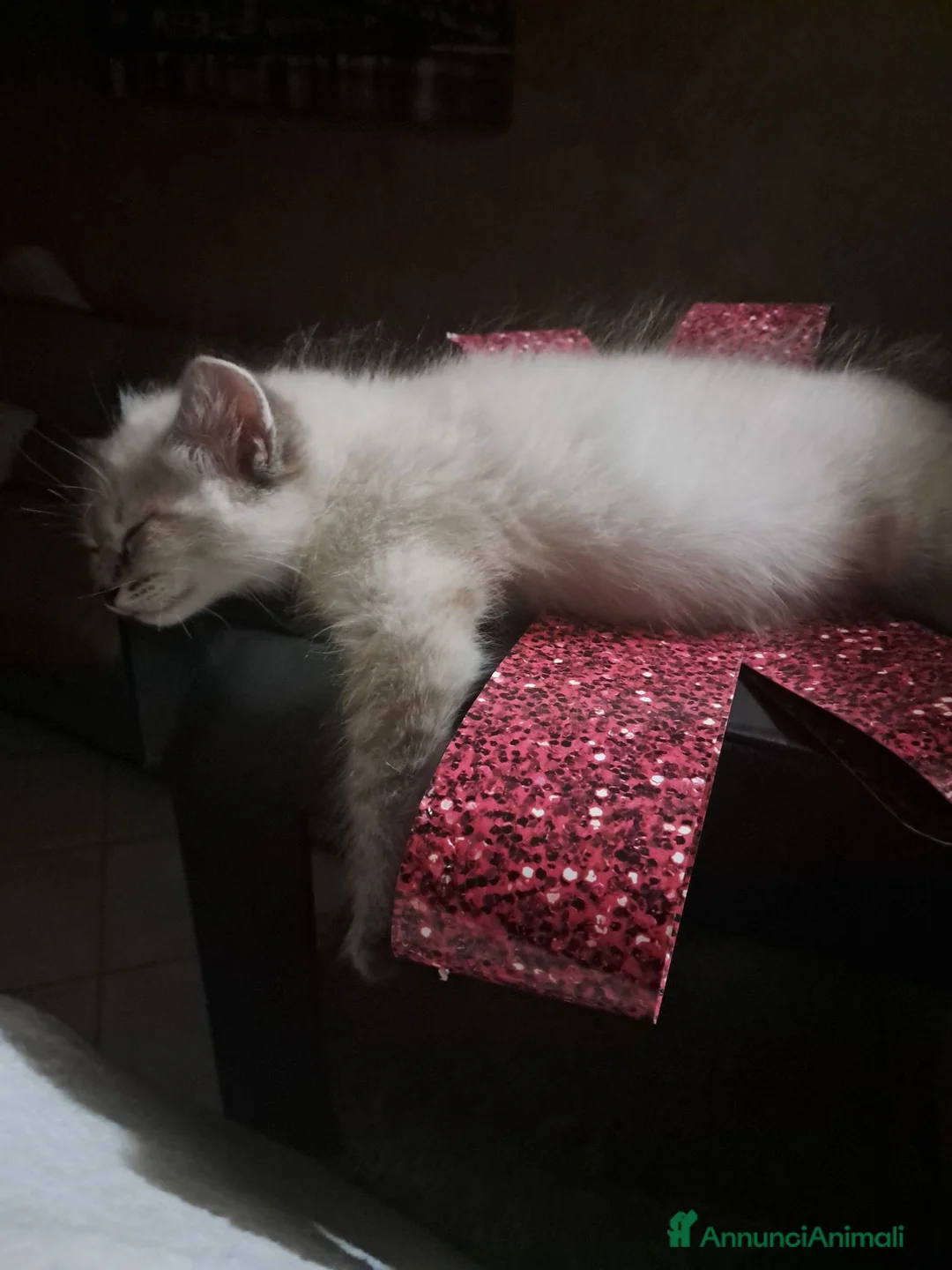 Siberiano gatti in vendita: Cucciolo siberiano neva  - Annuncio 9