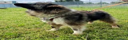 Meticcio cani in regalo: PRUGNA STUPENDA CAGNOLONA - Annuncio 11