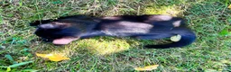 Altre razze gatti in regalo: Cerco casa a questo gattino  a Provincia di Teramo - Annuncio 3