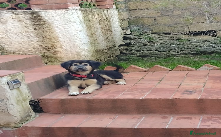 Meticcio cani a Città metropolitana di Catania - Annuncio 16