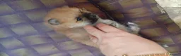 Volpino Pomerania cani in vendita: Pomerania in vendita  - Annuncio 4