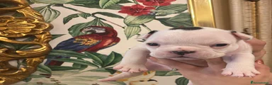 Bulldog Francese Cucciolo 2