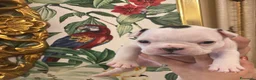 Bulldog Francese cani in vendita: Bulldog francese  - Annuncio 3