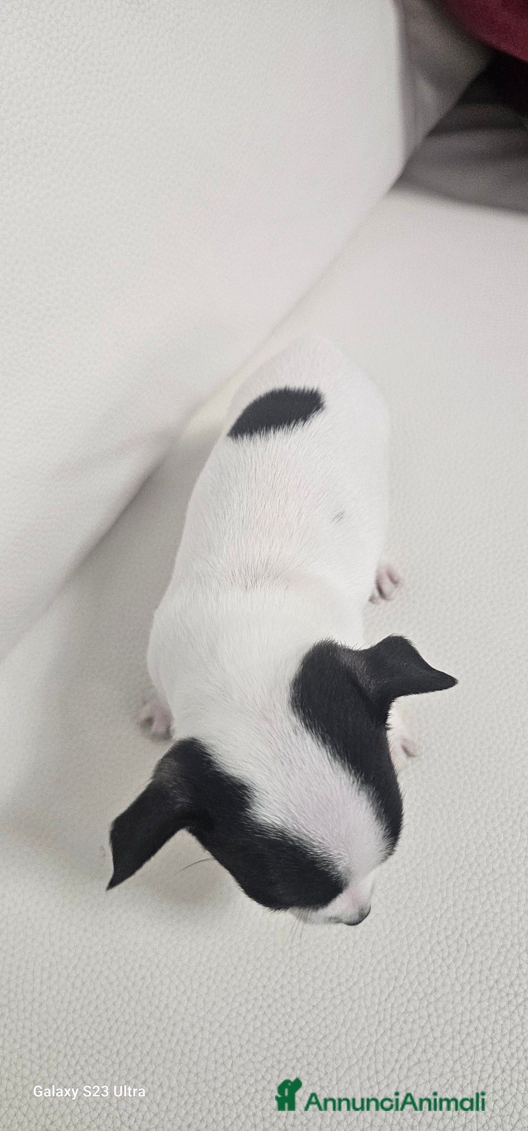 Chihuahua cani in vendita: Ultimo maschietto di chihuahua - Annuncio 3