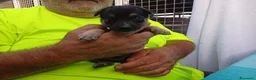 Meticcio cani in regalo: Cuccioli mix Pastore Tedesco, neanche 2 mesi  - Annuncio 3