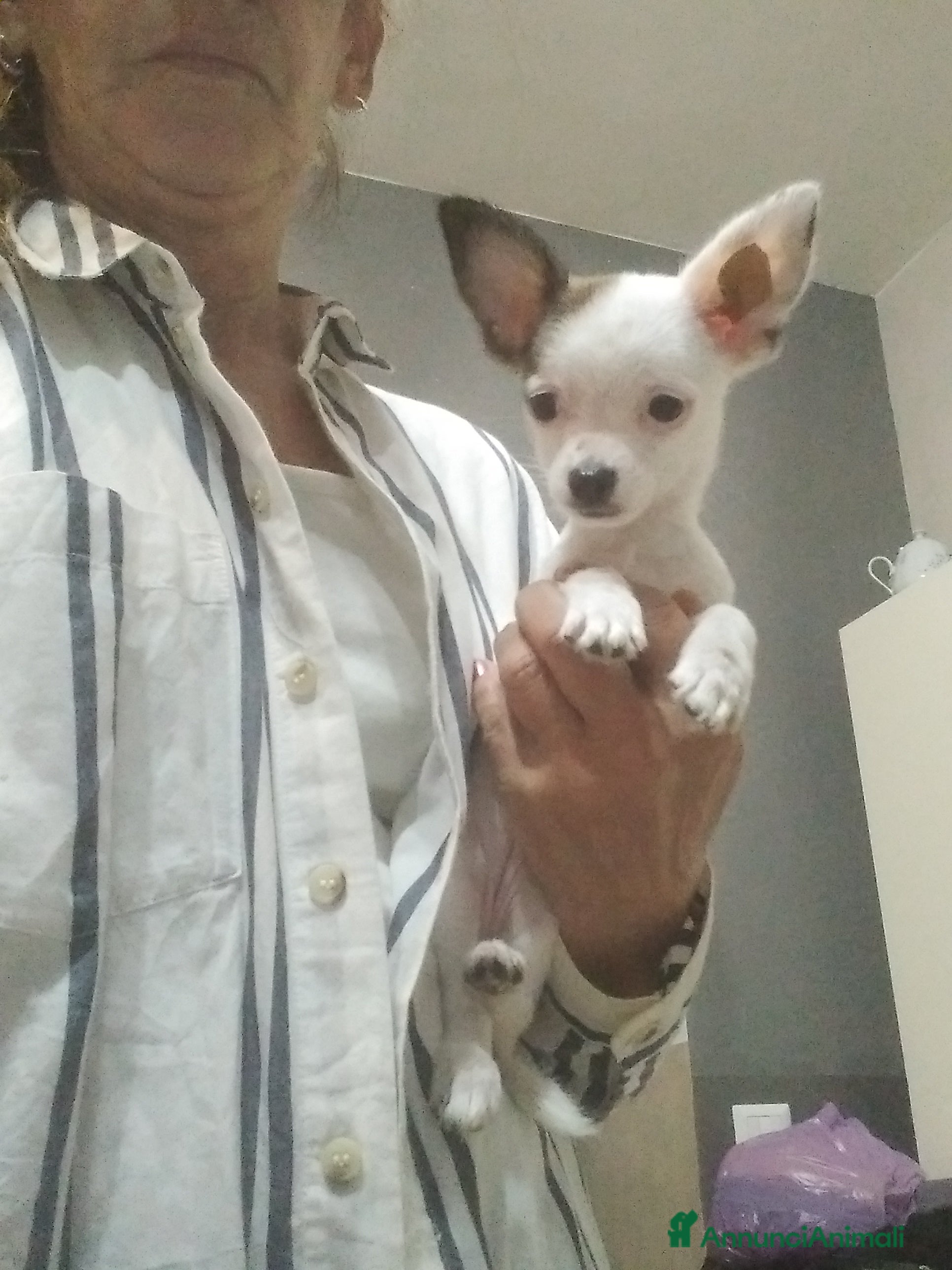 Chihuahua cani Chiuhuahua  - Annuncio 3