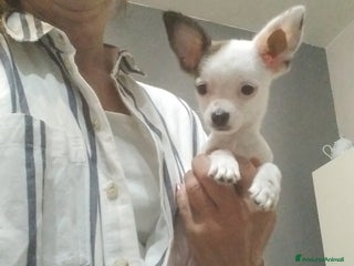 Chihuahua cani Chiuhuahua - Annuncio 29