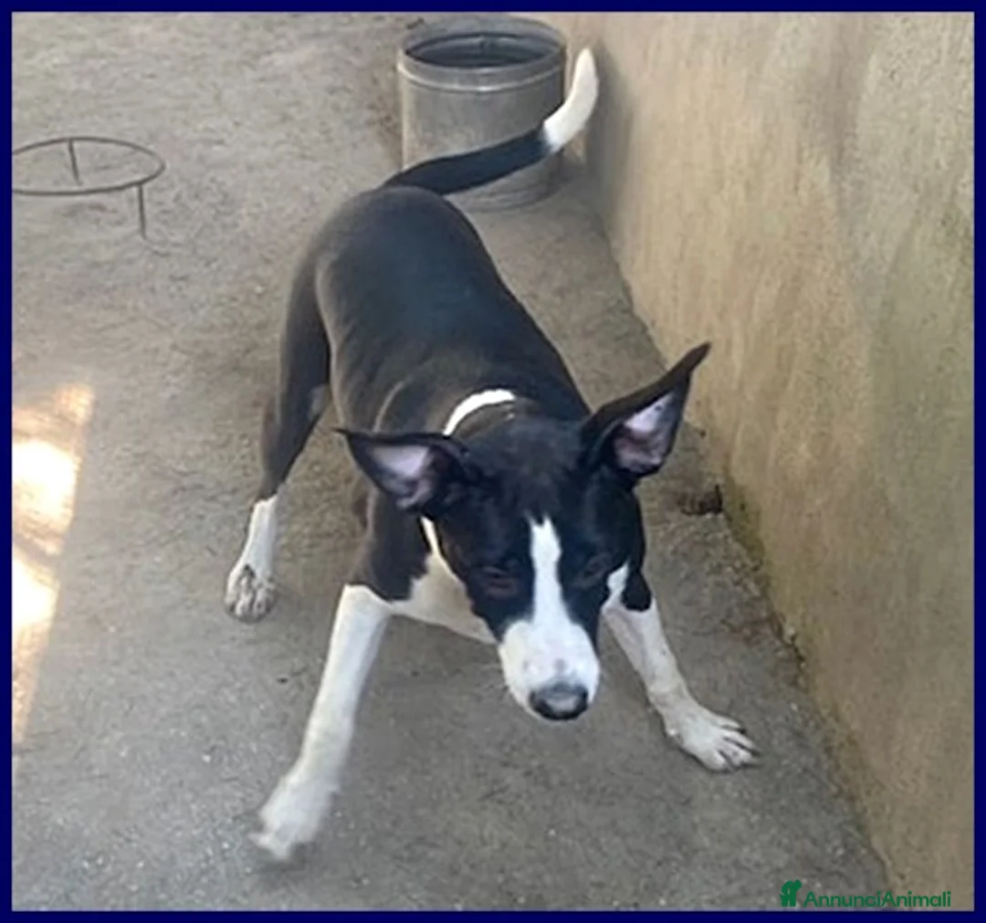 Meticcio cani in regalo: KLIZIA allegra e simpatica - Annuncio 2