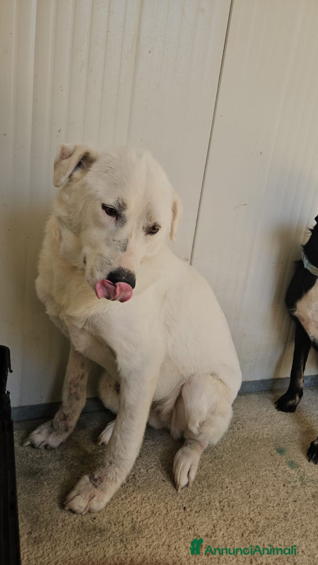 Meticcio cani in regalo: Consuelo: adozione del cuore o stallo  a Città Metropolitana di Genova - Annuncio 1