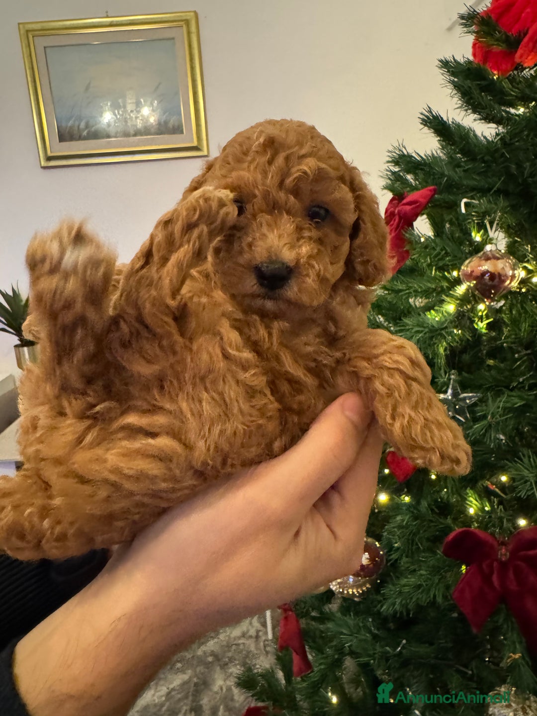 Barboncino cani in vendita: Vendita cuccioli barboncini nani - Annuncio 7