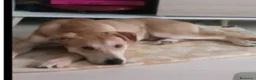 Meticcio cani in regalo: Ares 2anni SOS DEVE TROVARE 1ALTRA CASA.MILANO  - Annuncio 4