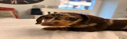 Bassotto Nano cani in vendita: Cuccioli di bassotto a pelo corto Arlecchino  - Annuncio 3