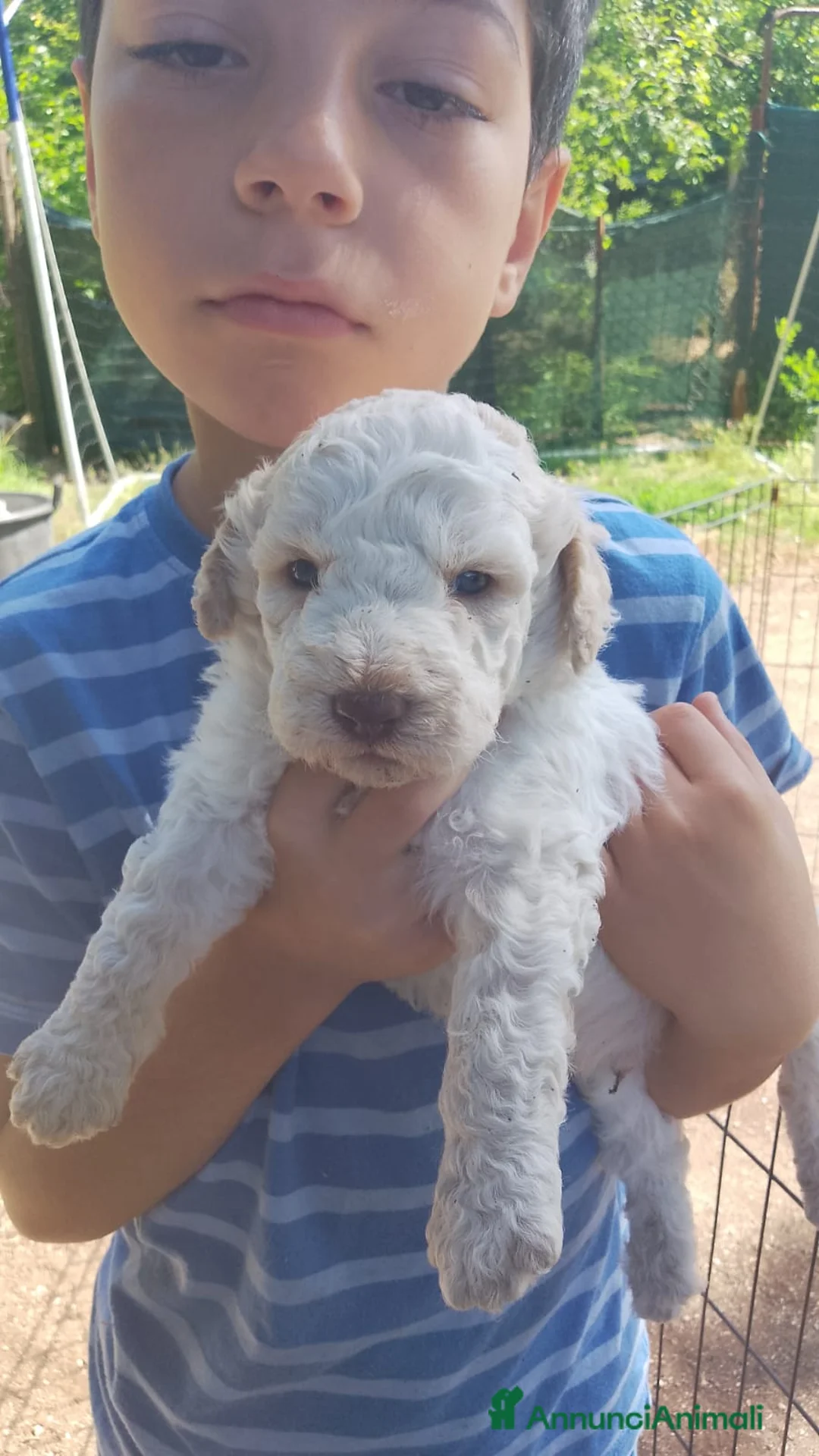 Lagotto cani in vendita: Cuccioli Lagotto romagnolo con pedigree  - Annuncio 5