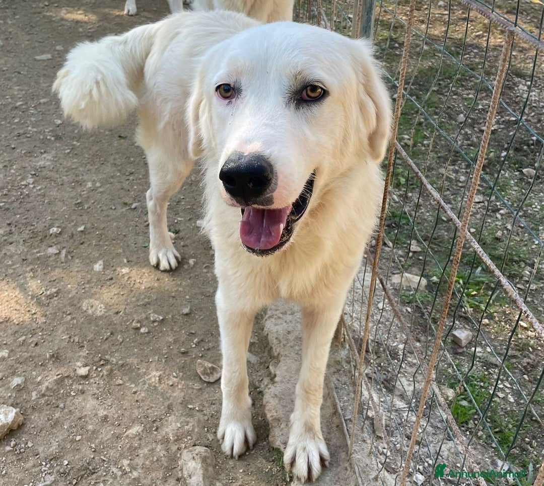 Meticcio cani in regalo: SOS SOS SOS DOLCE OSLO - Annuncio 2