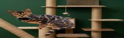 Bengala gatti in vendita: Splendida gattina Bengala  - Annuncio 2