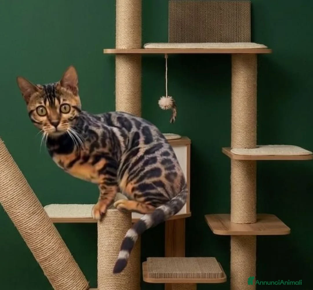 Bengala gatti in vendita: Splendida gattina Bengala  - Annuncio 2