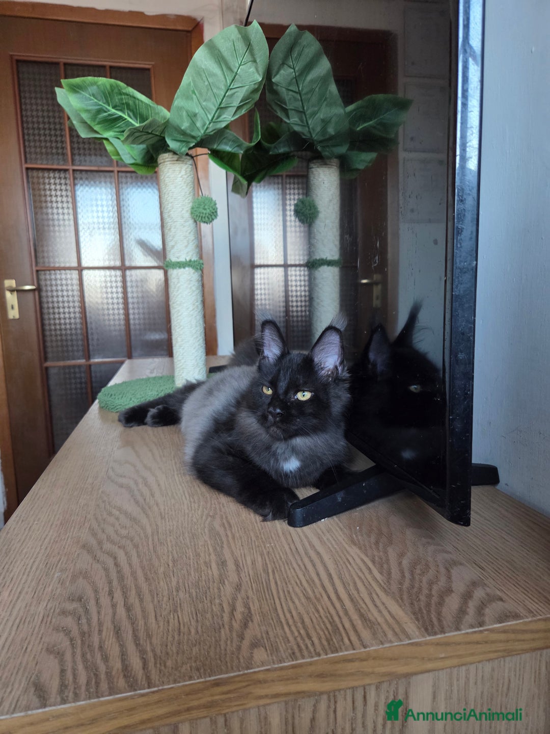 Maine Coon gatti in vendita: Ultimi 4 cuccioli Maine Coon - Annuncio 11