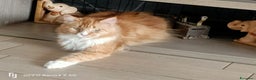 Maine Coon gatti in regalo: Gatta Maine Coon in adozione  - Annuncio 1