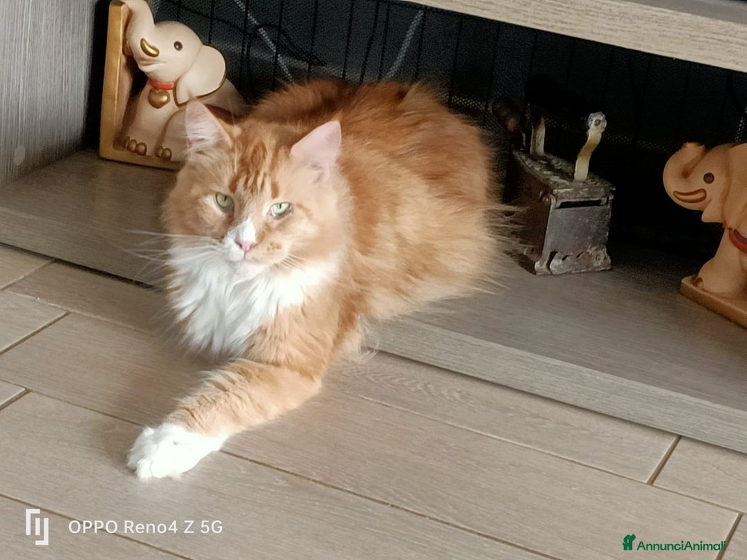 Maine Coon gatti in regalo: Gatta Maine Coon in adozione  - Annuncio 1