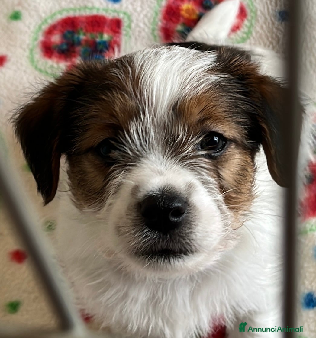 Jack Russell cani Cucciolo maschio pelo ruvido - Annuncio 14