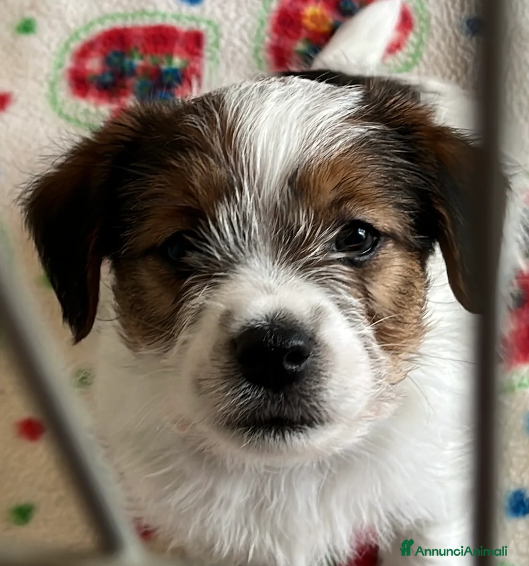 Jack Russell cani in vendita: Cucciolo maschio pelo ruvido - Annuncio 1