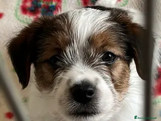 Jack Russell cani Cucciolo maschio pelo ruvido - Annuncio 14