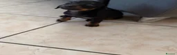 Bassotto cani in vendita: Bassotto nano - Annuncio 3