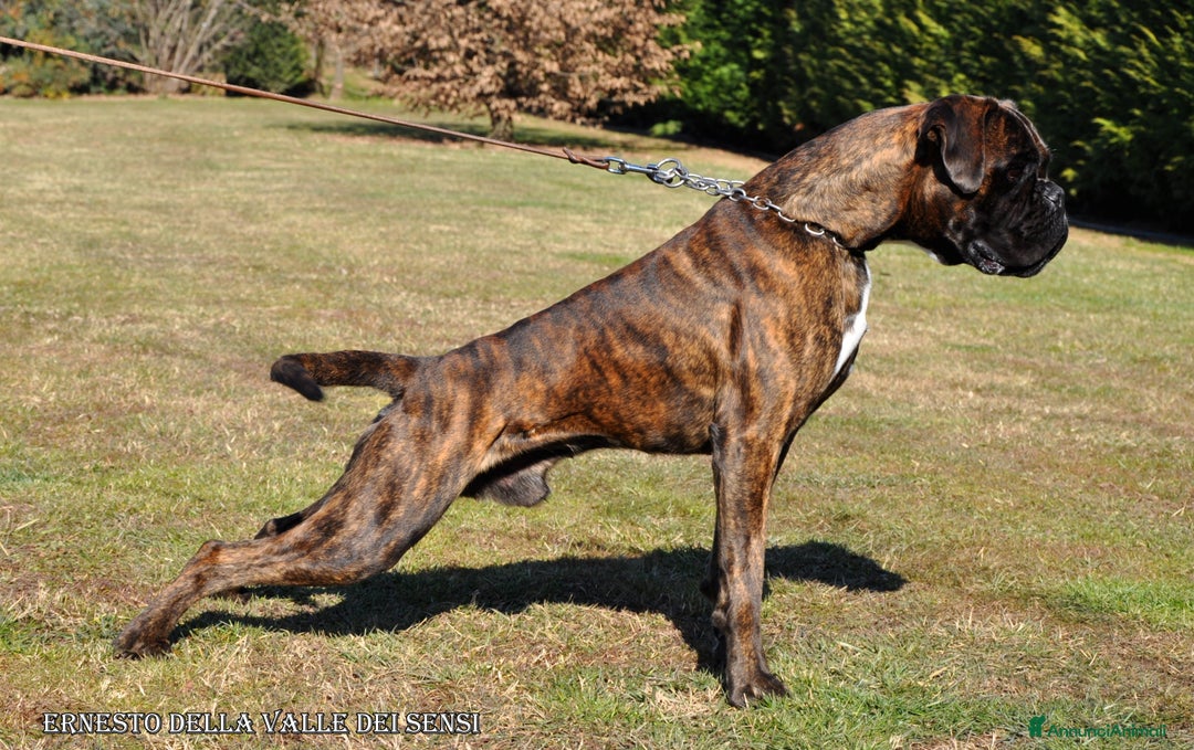 Boxer cani in vendita: BOXER CUCCIOLI DISPONIBILI - Annuncio 15