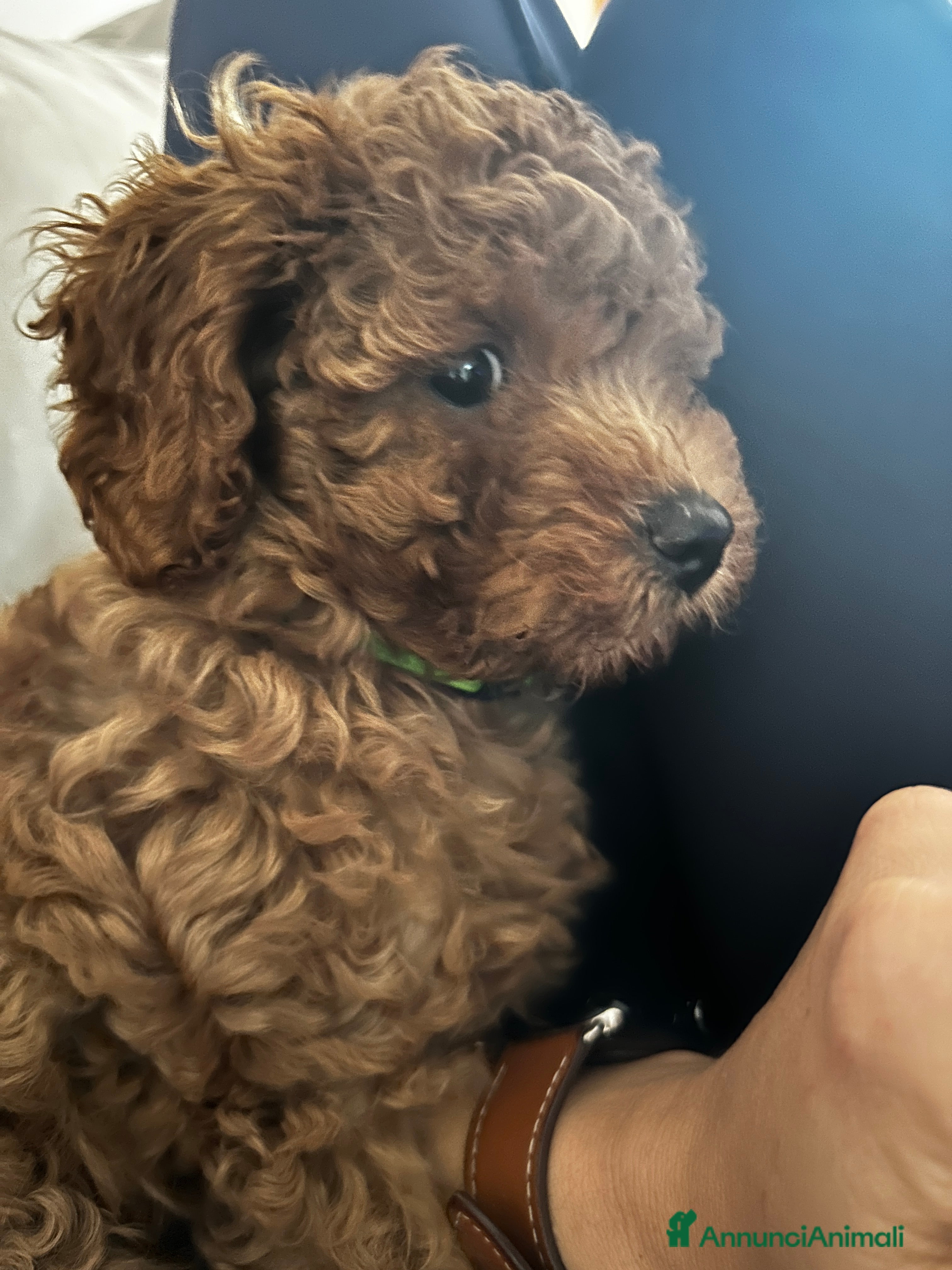 Barboncino cani Barboncino nano  - Annuncio 2