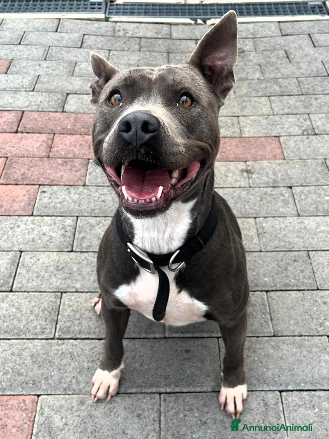 Meticcio cani in regalo: DAISY SIMPATICA PIT - Annuncio 4