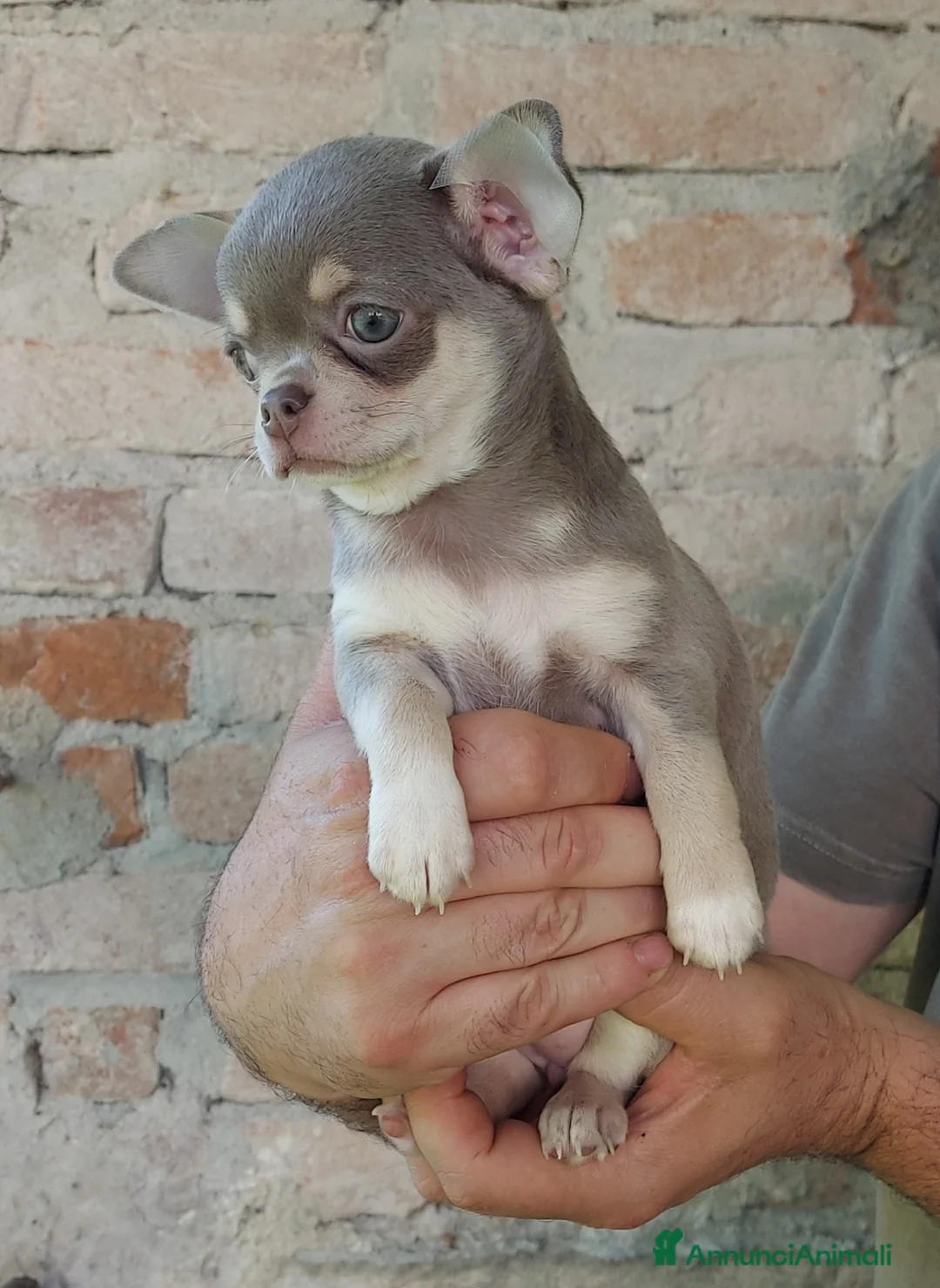 Immagine della galleria {{count}}