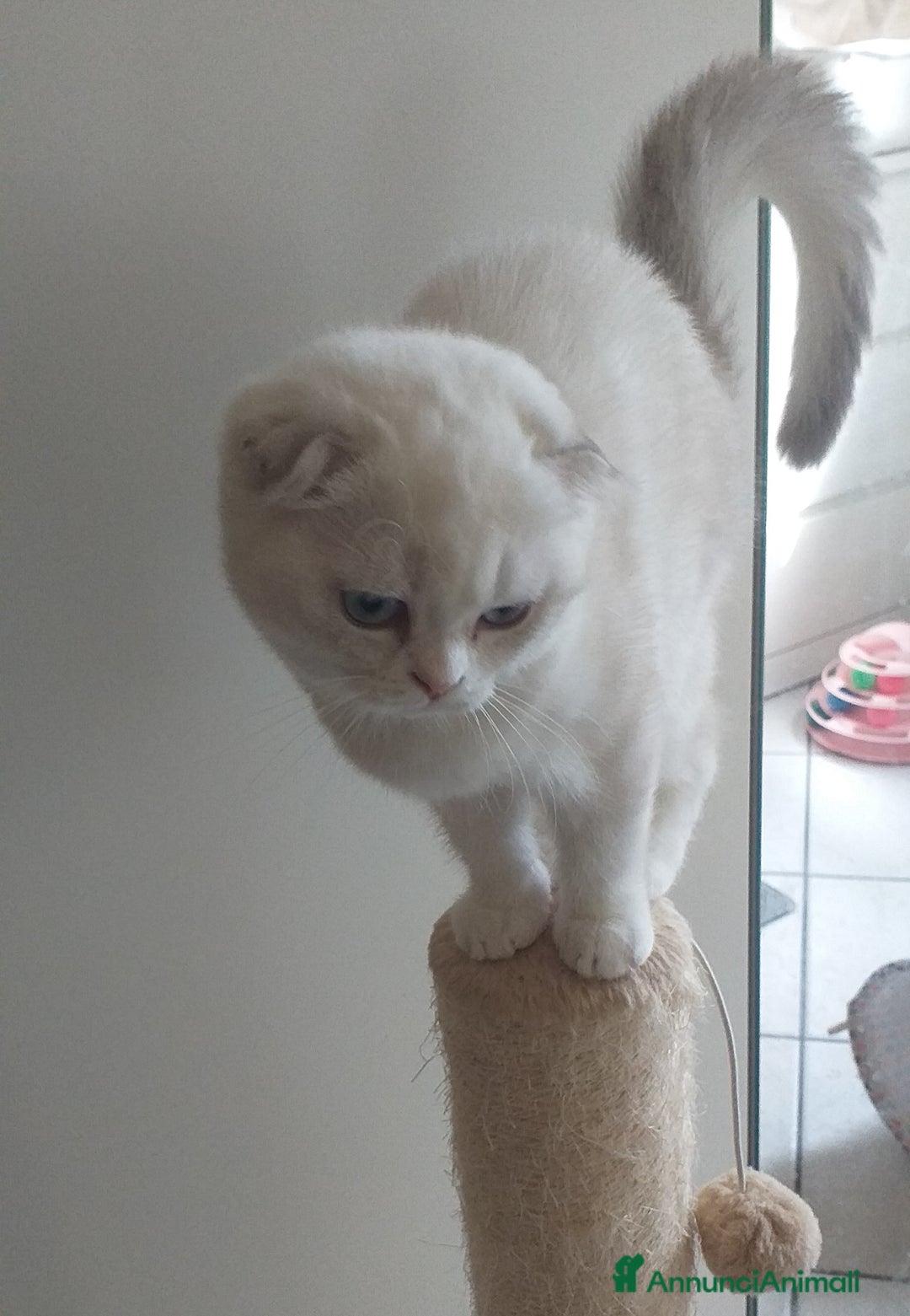 Scottish gatti in vendita: Cucciola Fold  a Bagnacavallo - Immagine 2