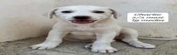 Meticcio cani in regalo: Bellissimi cuccioli in rifugio  a Città Metropolitana di Bologna - Annuncio 7