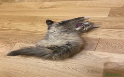 Persiano gatti in vendita: Persiana chinchillà  a Città Metropolitana di Cagliari - Immagine 4
