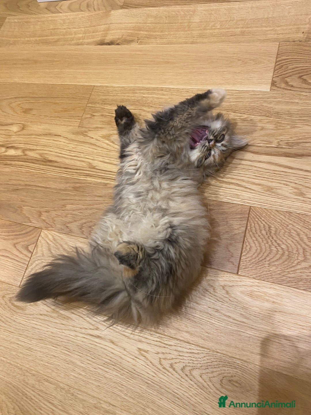 Persiano gatti in vendita: Persiana chinchillà  a Città Metropolitana di Cagliari - Immagine 4