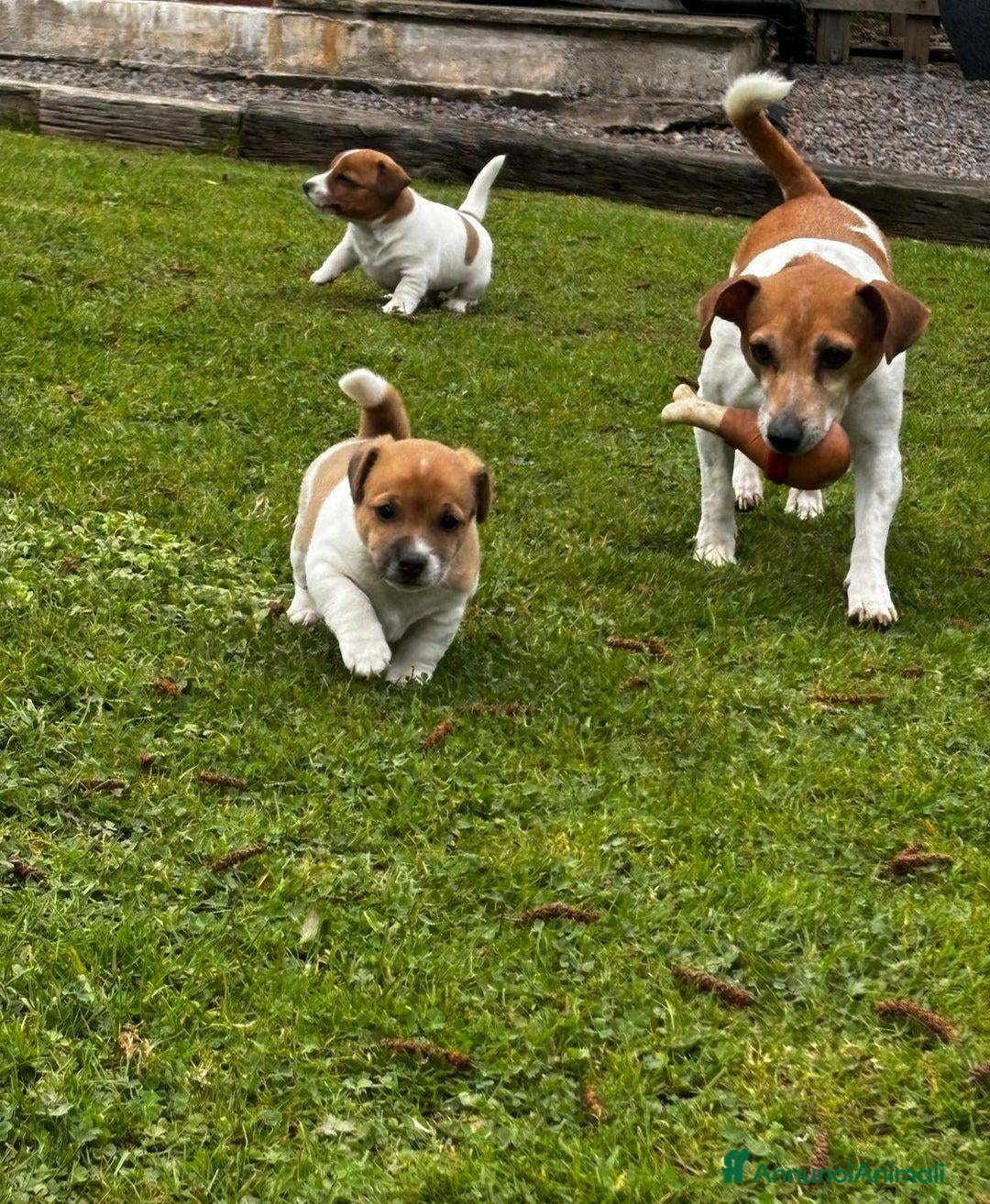 Jack Russell cani Cuccioli di Jack Russell di prima qualità a Città metropolitana di Roma Capitale - Annuncio 2