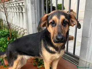 Meticcio cani ATTILA ASPETTA UNA MAMMA - Annuncio 3