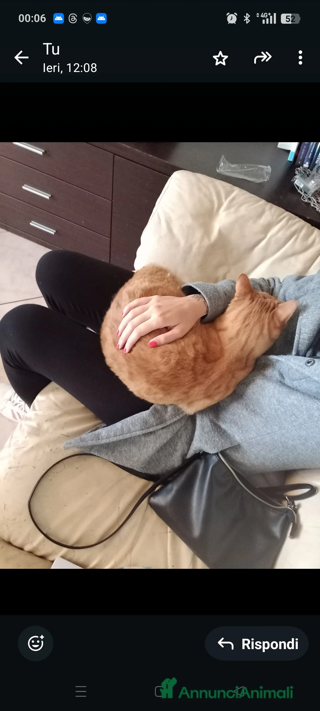 Europeo gatti in regalo: Holliver Gatto Europeo arancione, 10 anni - Annuncio 6