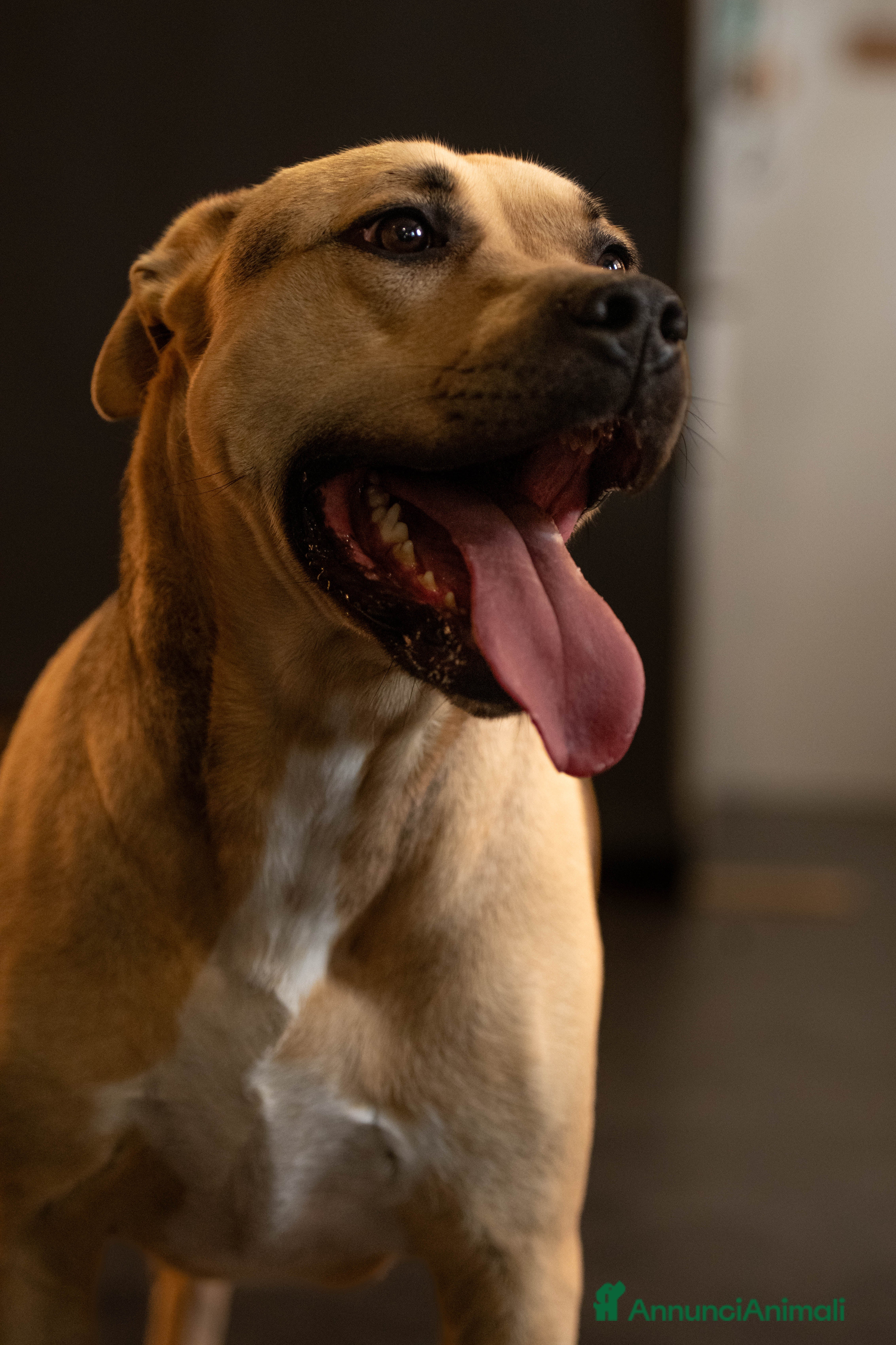 Meticcio cani PENELOPE - Annuncio 3