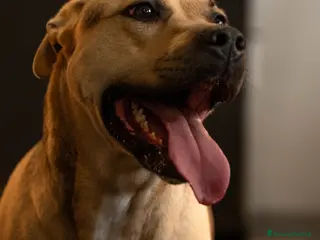 Meticcio cani PENELOPE - Annuncio 3