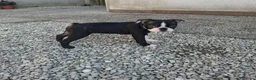 Boston Terrier cani in vendita: Disponibili 2 cuccioli maschi 3518210391  - Annuncio 5