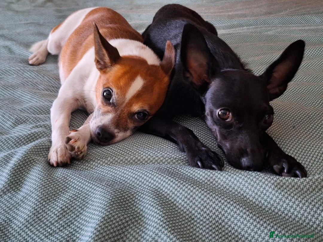 Meticcio cani in vendita: Figli di un Pinscher Nano e di un meticcio  - Annuncio 1
