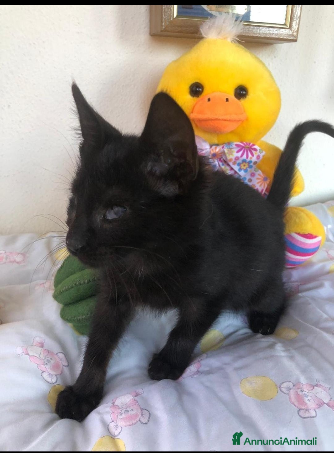 Altre razze gatti in regalo: GATTINI - Annuncio 3