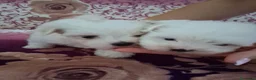 Maltese cani in vendita: Cucciole Maltese - Annuncio 5
