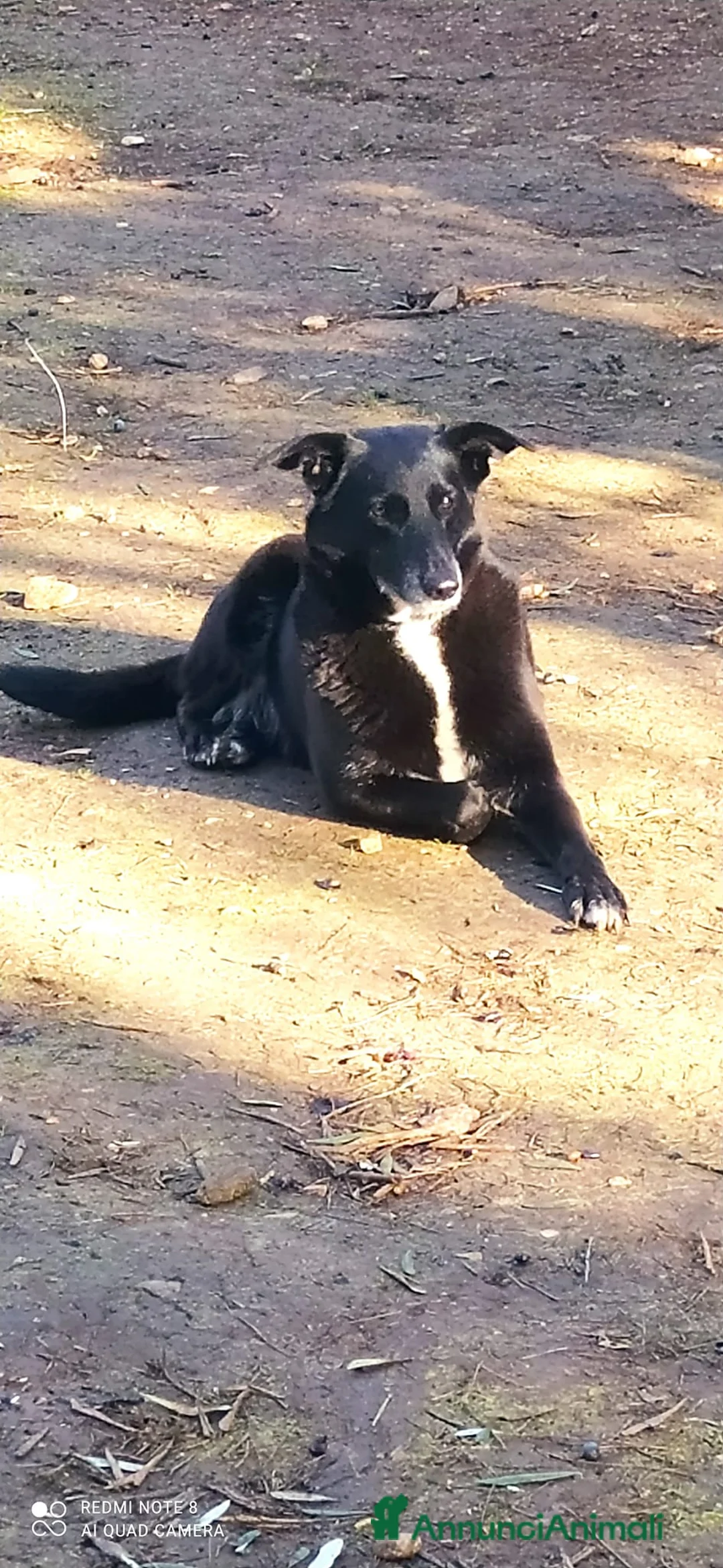 Meticcio cani in regalo: Arya e Sansa carattere meraviglioso - Annuncio 11