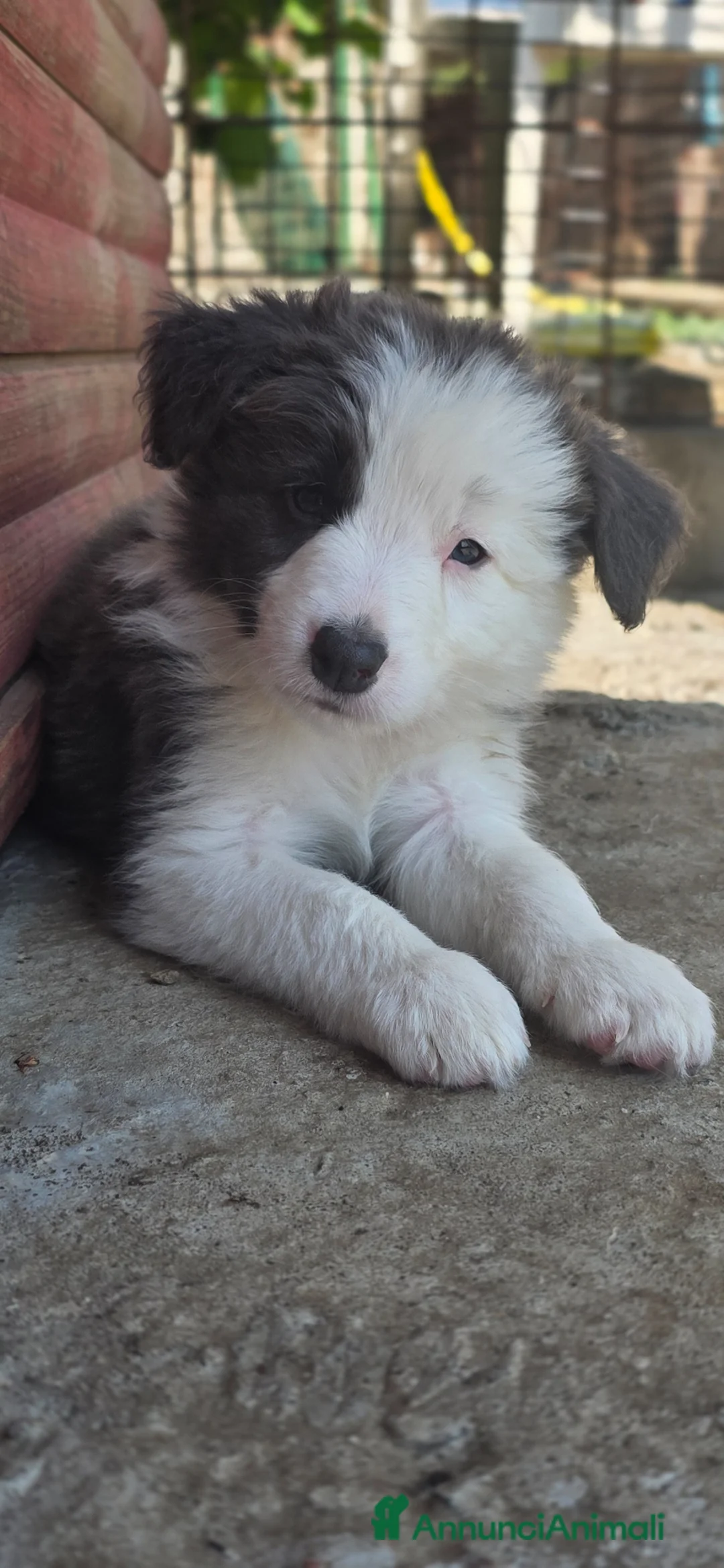 Border Collie cani in vendita: Border collie blue e bianco  - Annuncio 2