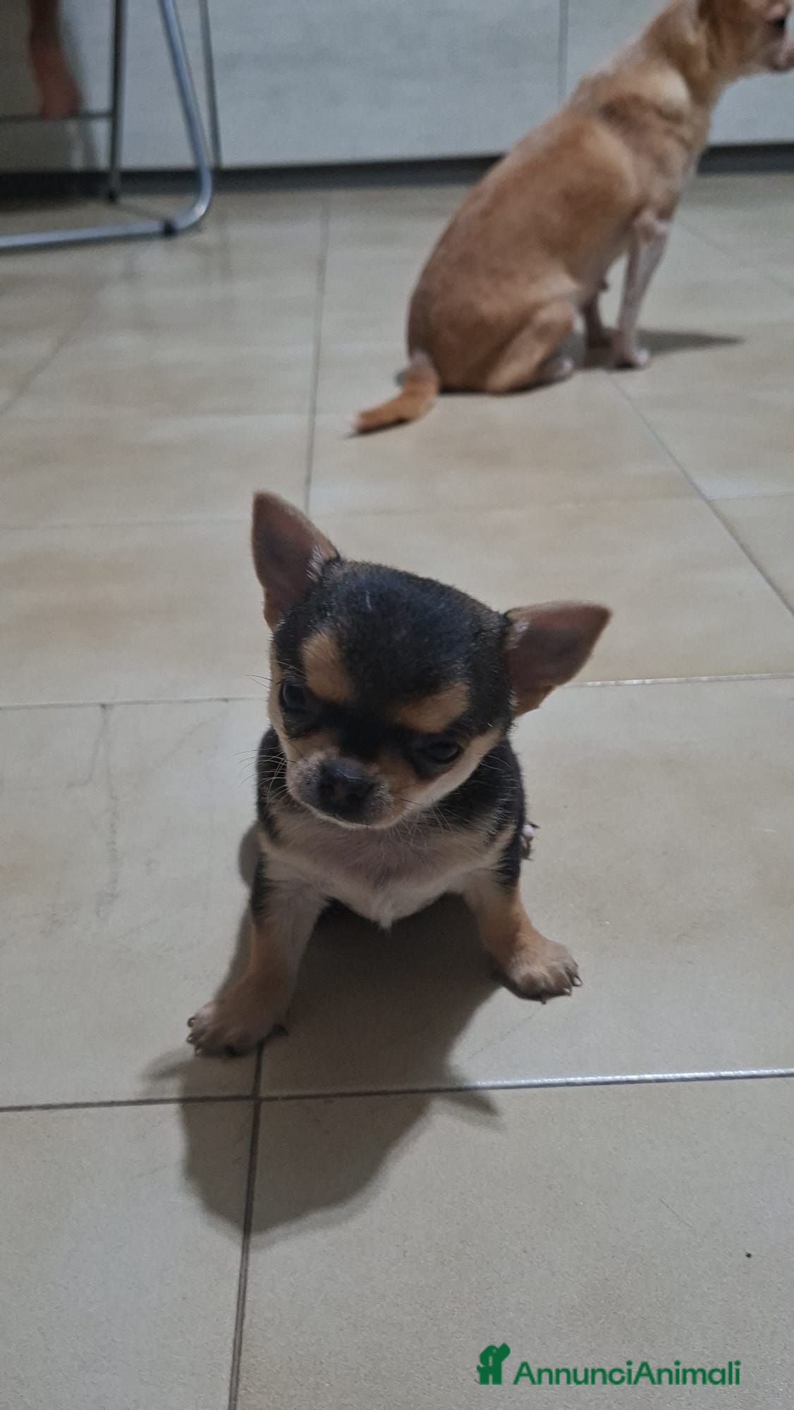 Chihuahua cani Cucciola chiwuawua  - Annuncio 2